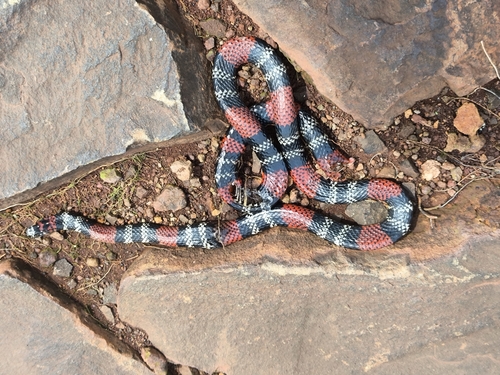 Uruguayan Coralsnake