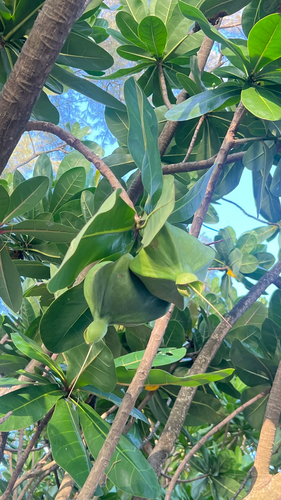 Fish Poison Tree