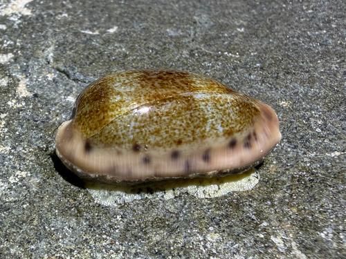 Cypraea caurica observed 2026-10-02