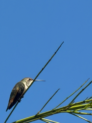 Allen's Hummingbird