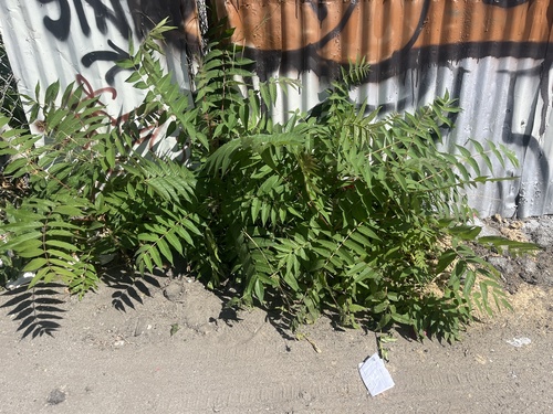tree-of-heaven
