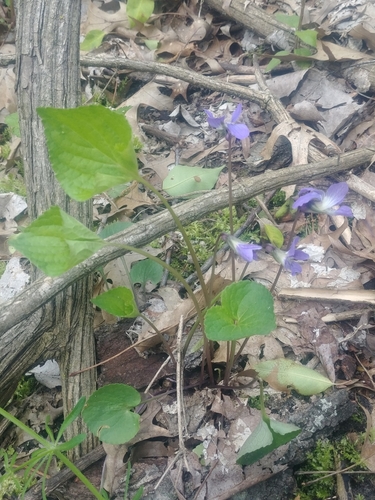 Image of Viola affinis by (c) Katie Kucera, some rights reserved (CC BY)