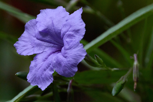 Ruellia simplex, 2026-09-12