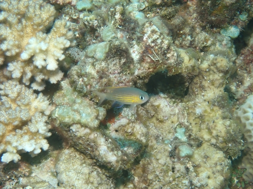 Chromis vanderbilti observed 2026-09-30
