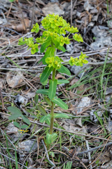 Euphorbia jenisseiensis