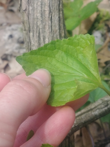 Image of Viola affinis by (c) Katie Kucera, some rights reserved (CC BY)