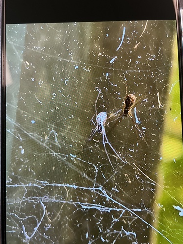 Filmy Dome Spider