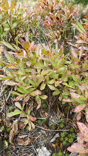 Vaccinium cespitosum observed 2026-10-01