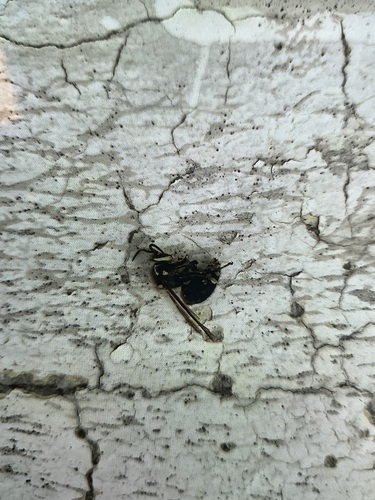 Bald-faced Hornet