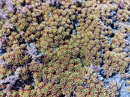 Donatia novae-zelandiae observed 2026-09-29