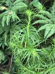 Dracophyllum secundum