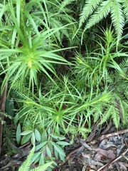 Dracophyllum secundum
