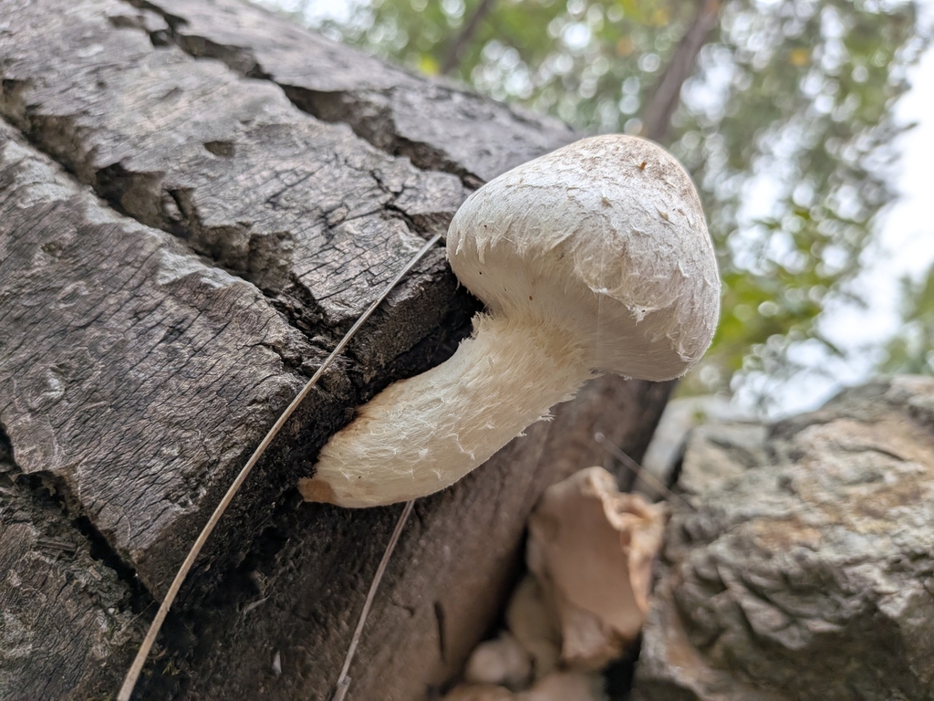 Destructive Pholiota · October 2026 · photo: Photo: (c) Kalvin Chan, some rights reserved (CC BY) · iNaturalist