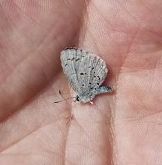 Celastrina serotina