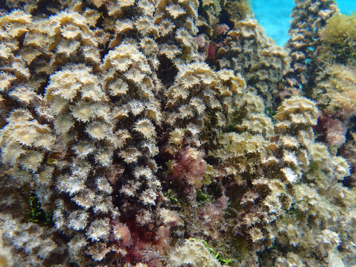 Turbinaria ornata observed 2026-09-15