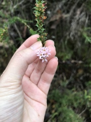 Epacris pulchella