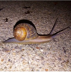 Cornu aspersum