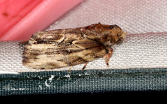 Etanna breviuscula