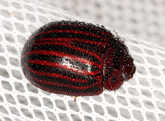 Paropsisterna octolineata