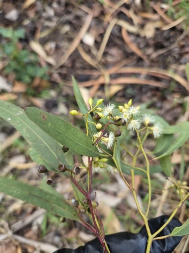 Eucalyptus crebra observed 2026-10-02