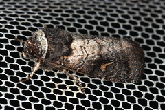 Proteuxoa restituta