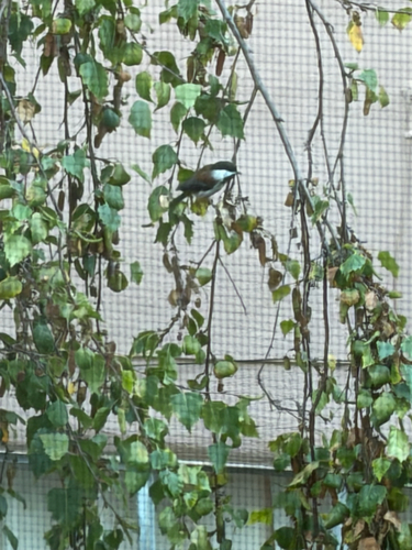 Chestnut-backed Chickadee