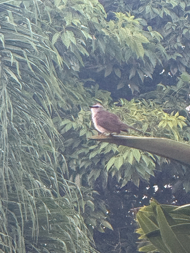 Yellow-vented Bulbul