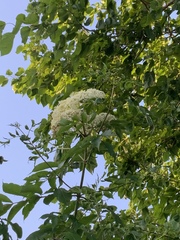 Sambucus canadensis