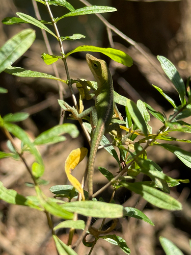 Green Anole