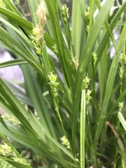Carex grisea