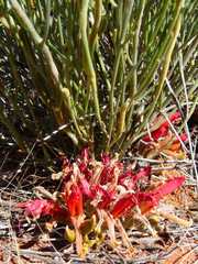 Leptosema chambersii