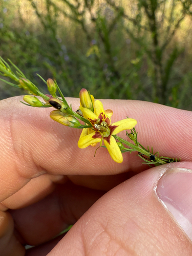 Yaupon Blacksenna