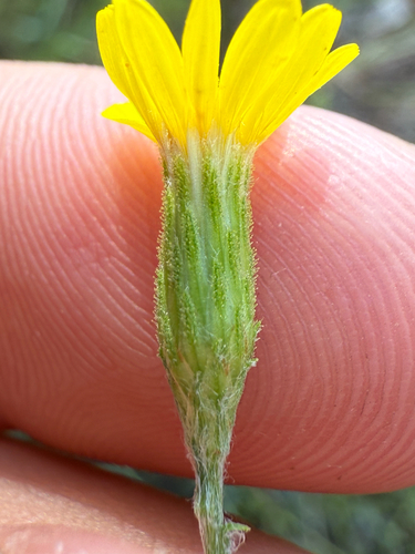 Narrowleaf silkgrass