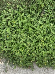 Calyptocarpus vialis