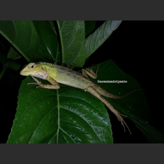 Calotes versicolor