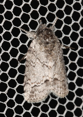Nycteola polycyma