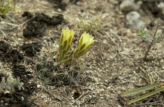 Ancistrocactus tobuschii