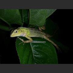 Calotes versicolor