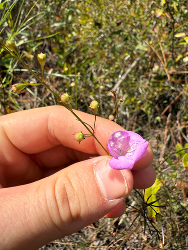 slender false foxglove