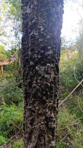 Anadenanthera colubrina observed 2026-10-01