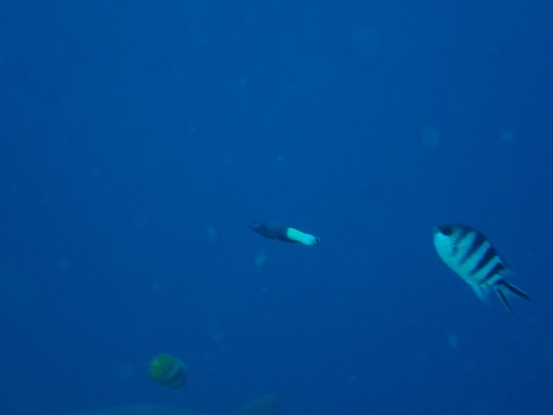 Labroides bicolor observed 2026-10-01