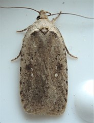 Agonopterix clemensella