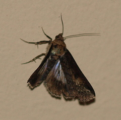 Lophoptera vittigera
