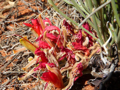 Leptosema chambersii
