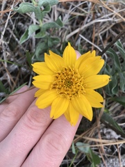 Balsamorhiza sericea