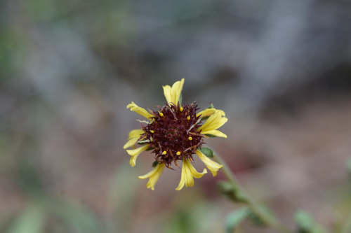 Lanceleaf blanketflower