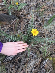 Balsamorhiza sericea