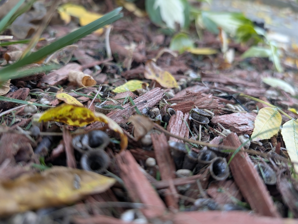 field bird's nest fungus · October 2026 · photo: Photo: (c) Ben Lapham, some rights reserved (CC BY-SA) · iNaturalist