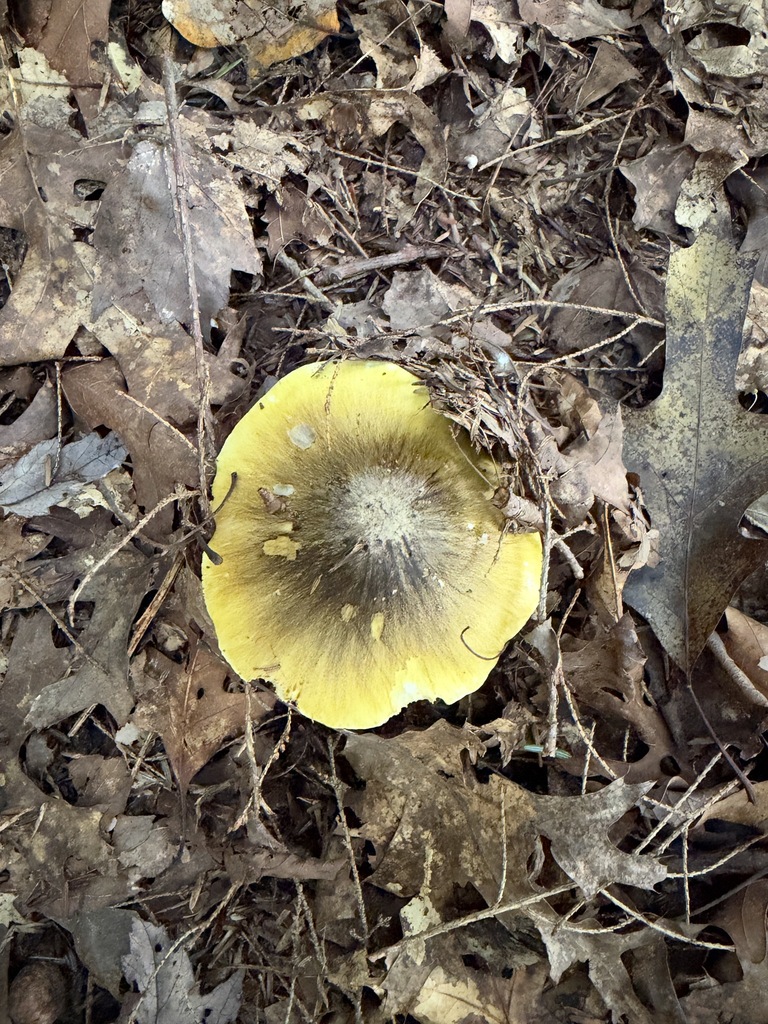 Tricholoma subsejunctum · October 2026 · photo: Photo: no rights reserved · iNaturalist