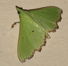 Parotis suralis